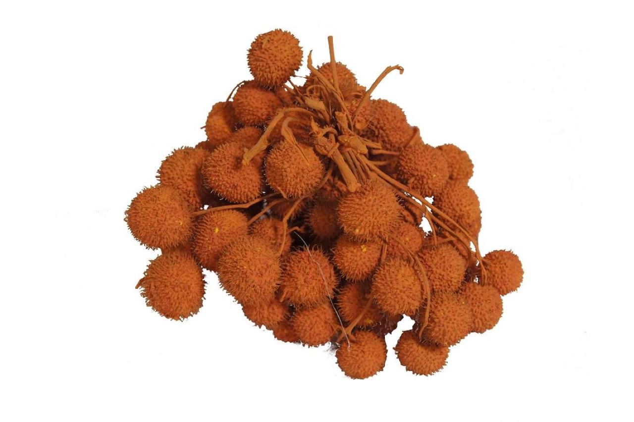 Plantanen Frucht D2,5cm 250gr. orange