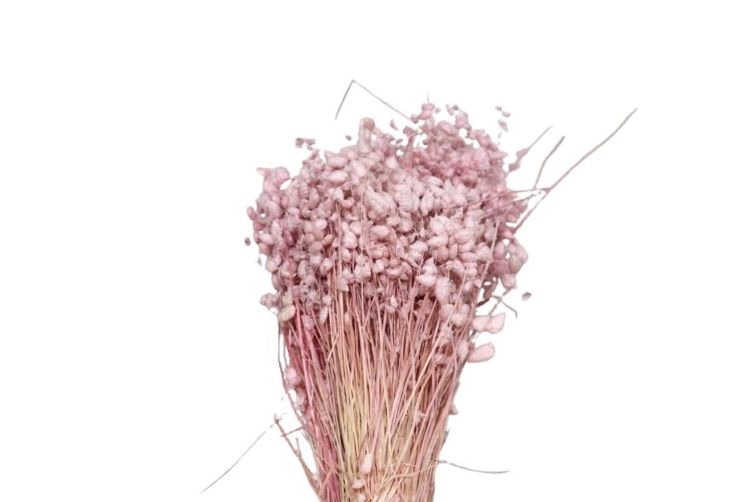 Briza Maxima altrosa 100gr. Briza Maxima altrosa 100gr.