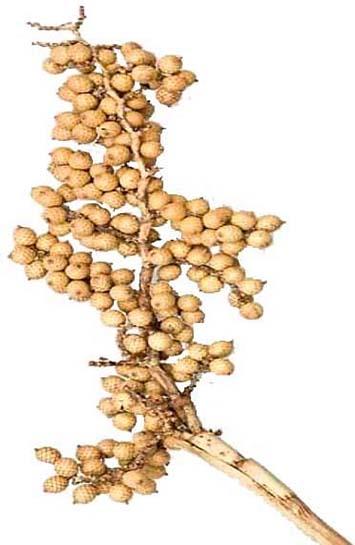 Canella spezial große Beeren natur