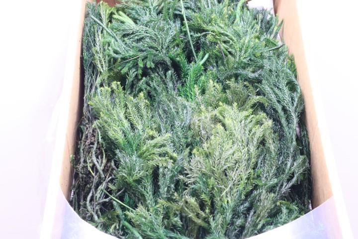 Erikamoos grün 1kg Erikamoos grün 1kg