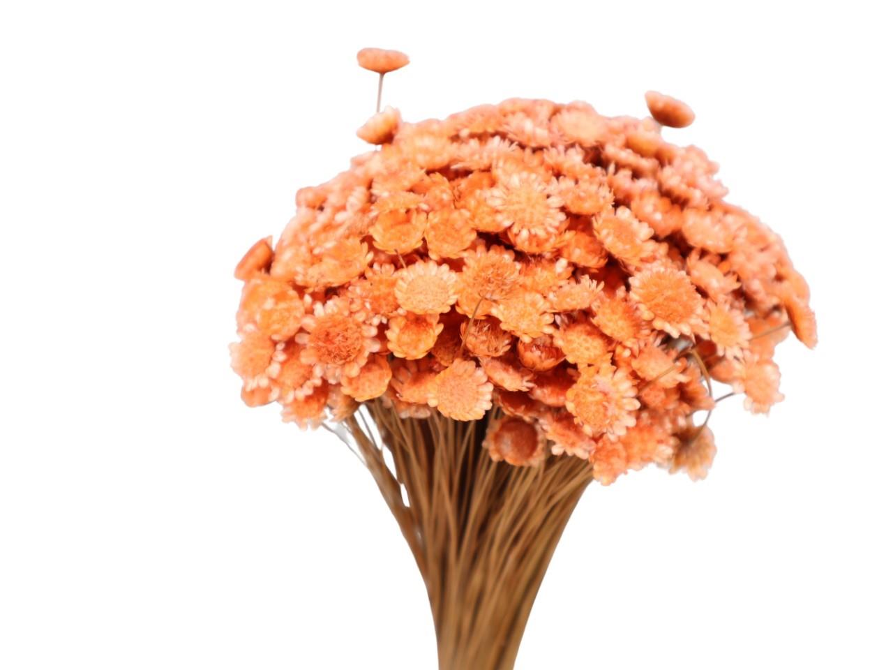 Glixia Marqueritte 50gr. pfirisch