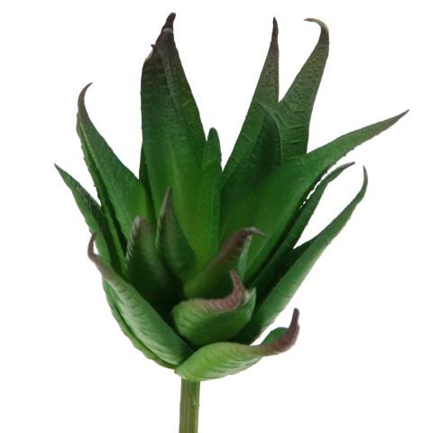 Sukkulente Aloe 12cm grün