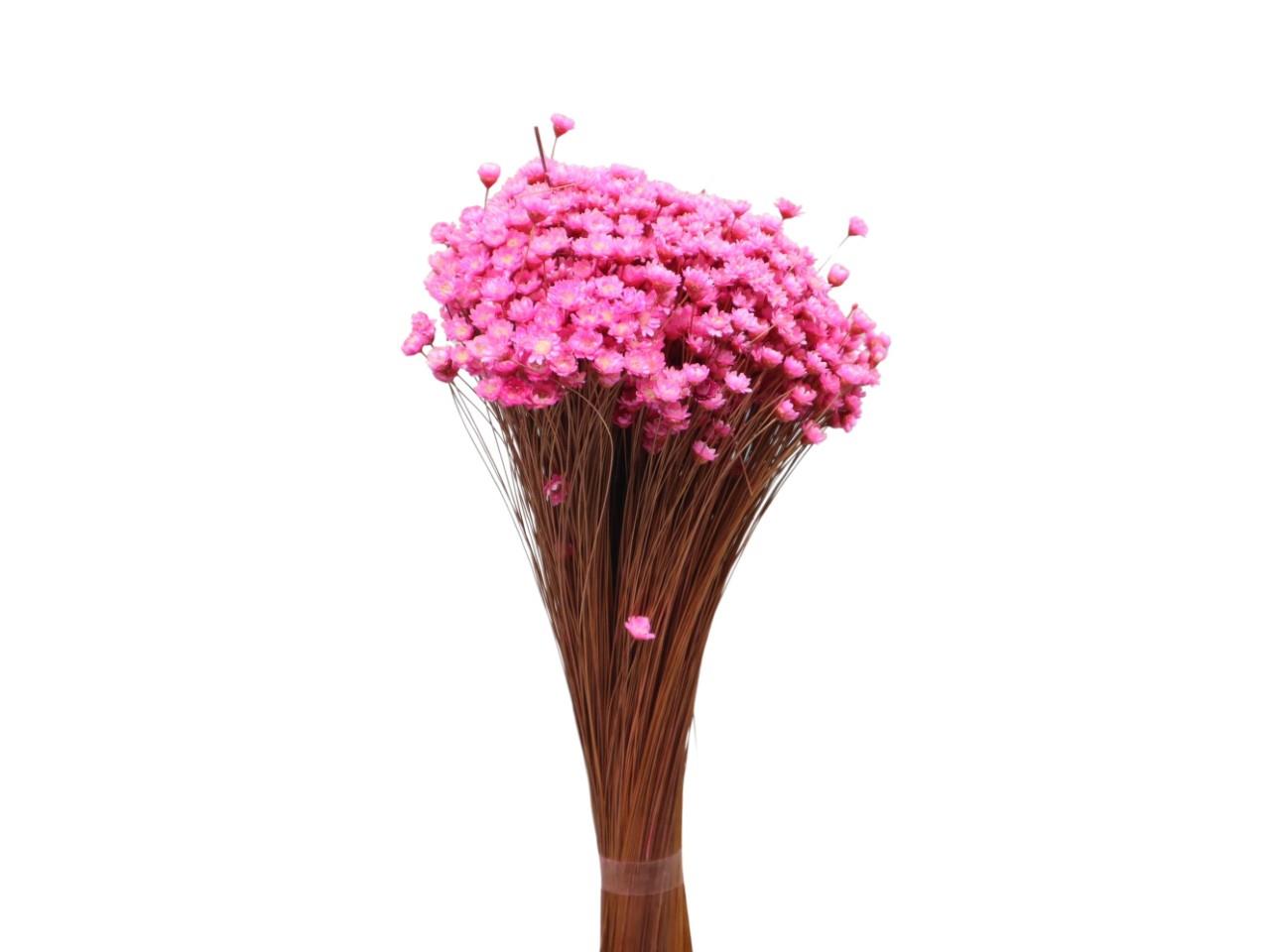 Glixia cyclame 06 100gr.