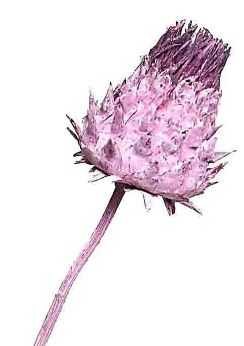 Cardoni Cynara D7-9 L25-30cm brombeer frosted