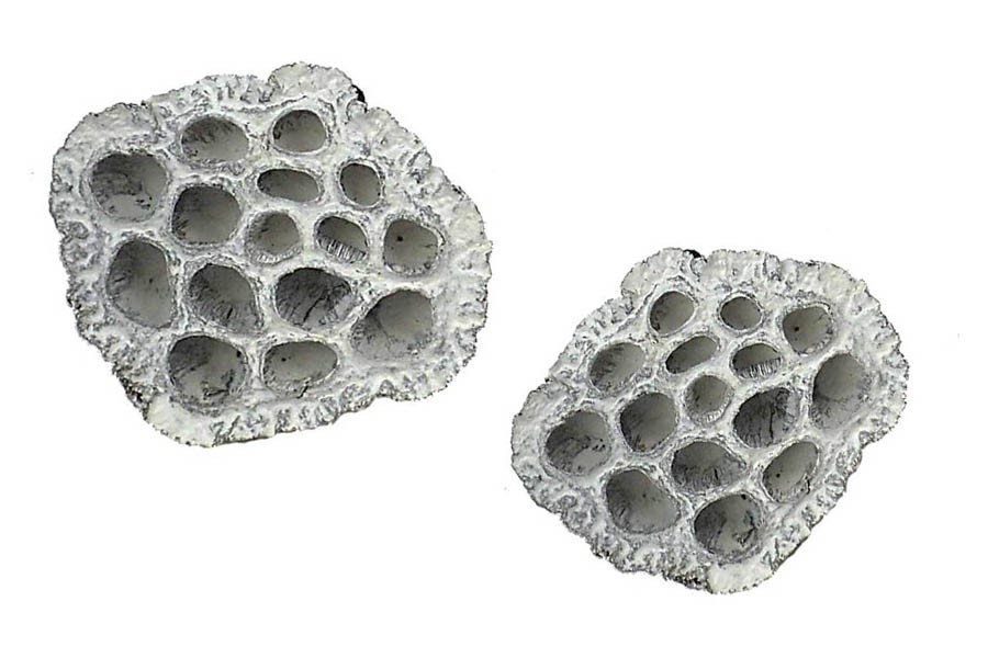 Lotos D6-8cm white washed