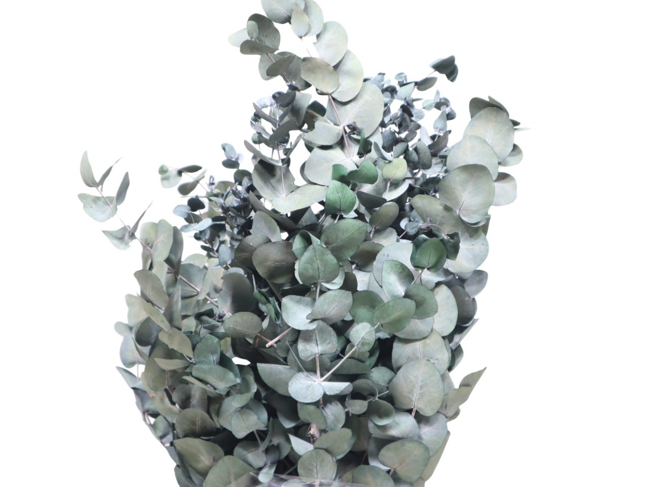 Eucalyptus Blätter präpariert Cinrea 250gr. grün