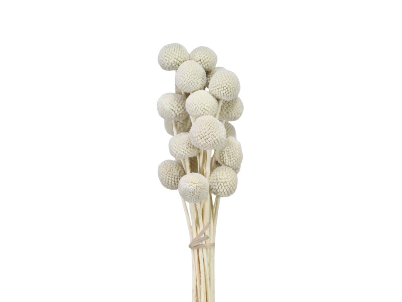 Craspedia getrocknet grau L50-60cm