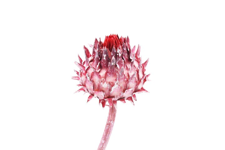 Cardoni Cynara D7-9 L25-30cm altrosa-zartrosa