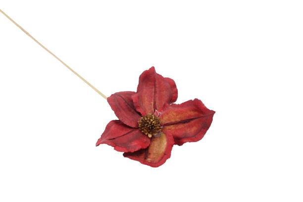 Blüte Jacaranda gestielt rot