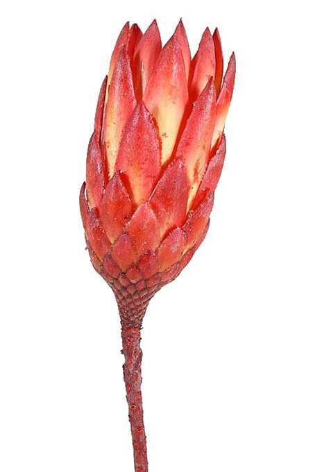 Protea repens extra 1. Qualität natur-rot Original