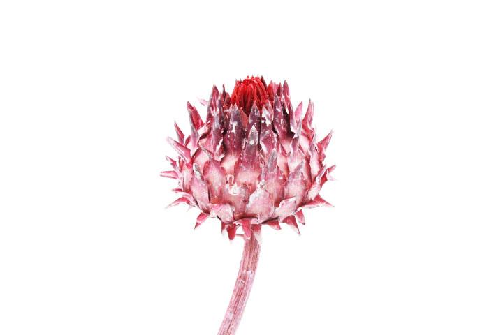 Cardoni Cynara D7-9 L25-30cm altrosa-zartrosa