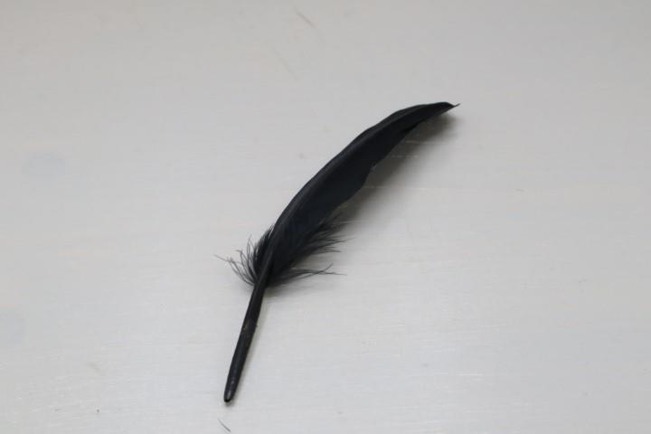 Federn schwarz 20g/Btl. ca. 40 Stück  Länge ca. 20cm