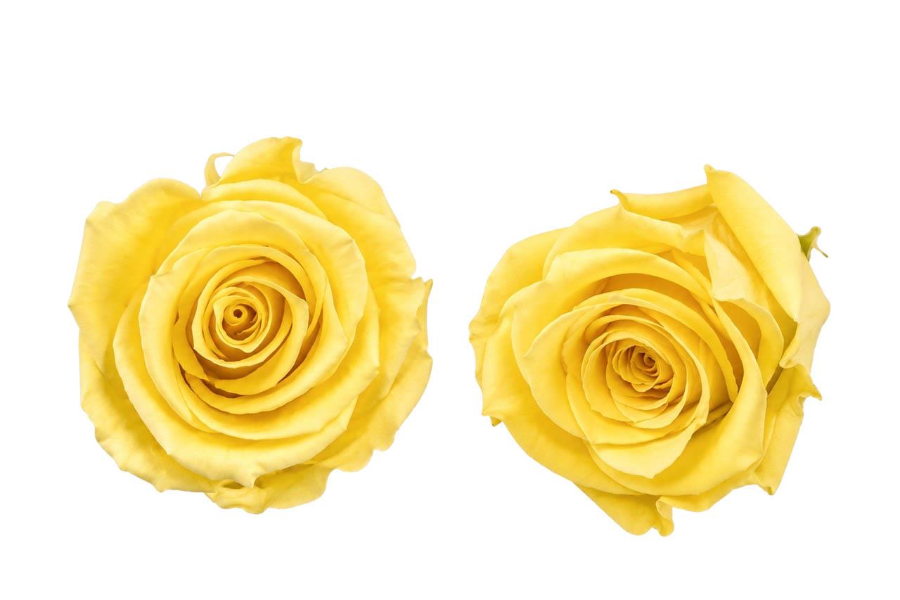 Rose stabilisiert H 5,5 cm D 5,5 cm soft-gelb NETTO
