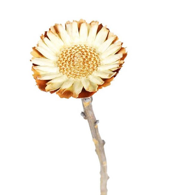 Protea geschnitten klein hell D6H2-3L20-25cm 200Stück