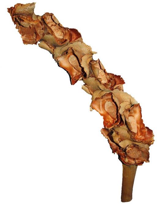 Nussblütenstab ca. D5H20L40cm natur lackiert