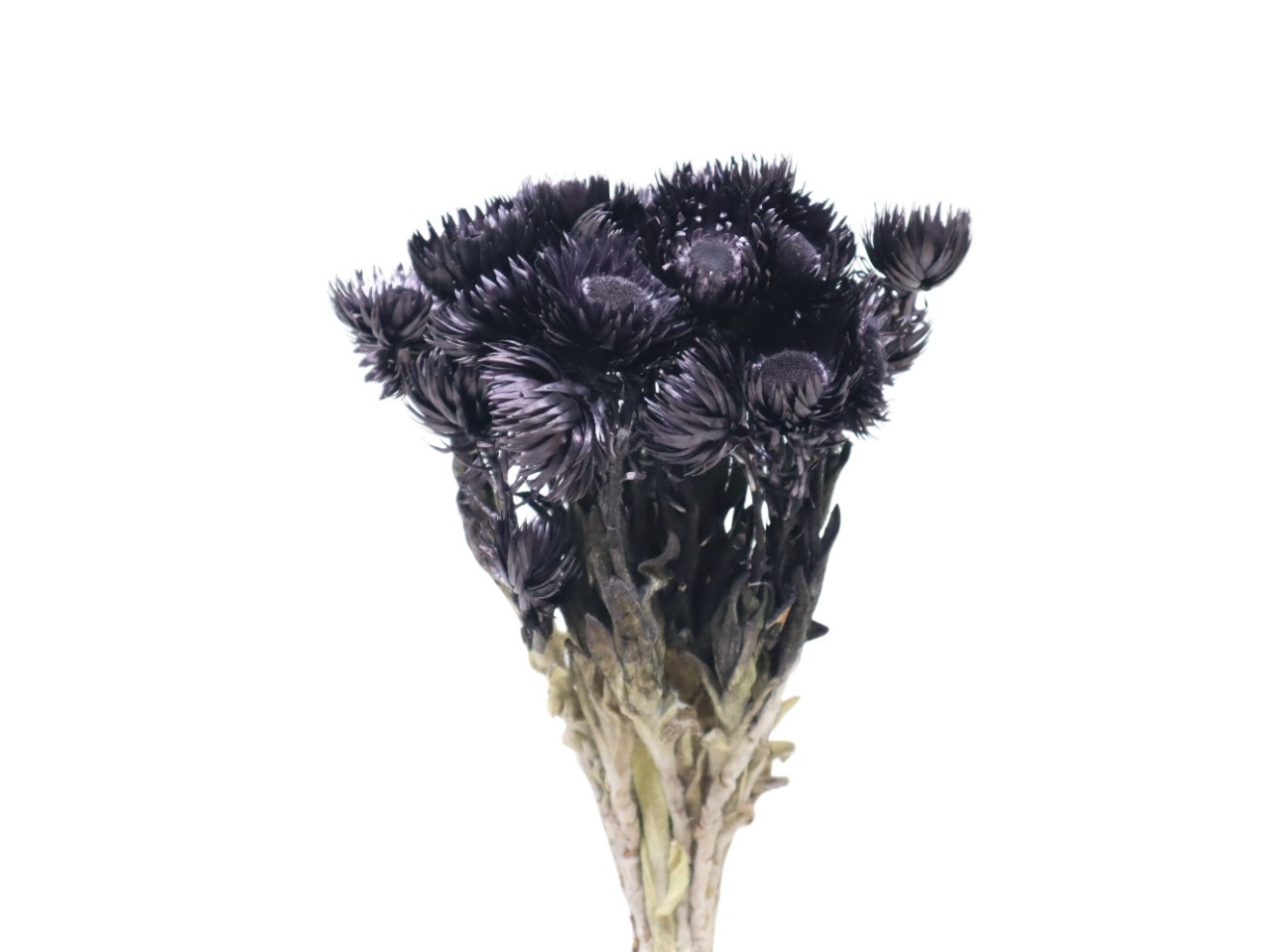 Capblumen schwarz L30-40cm Bund 50gr.
