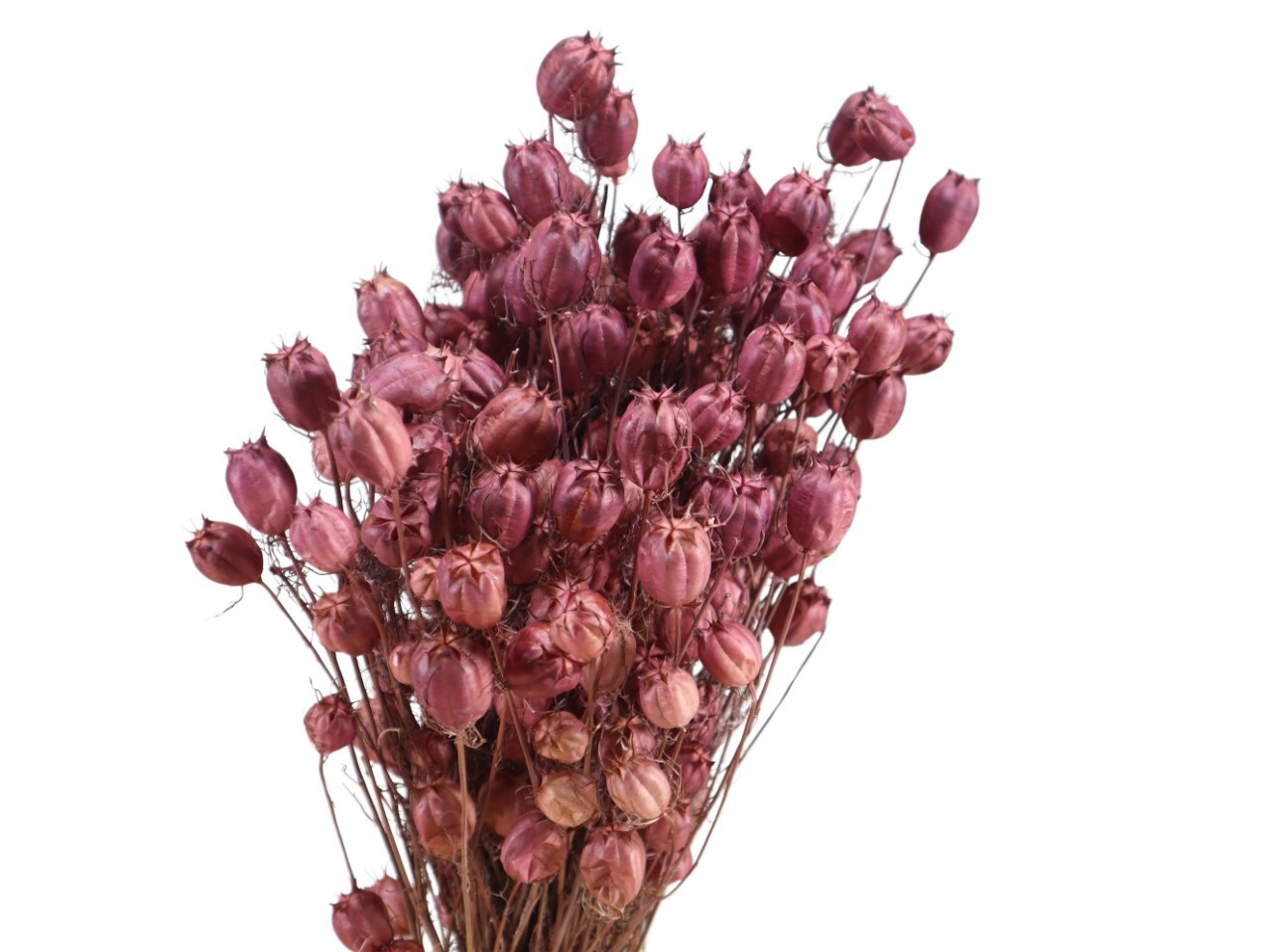 Nigella Orientalis 100gr. brombeer