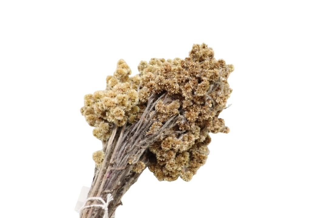 Blume Immortelle +/- 50cm 80gr. SP Blume Immortelle +/- 50cm 80gr. SP