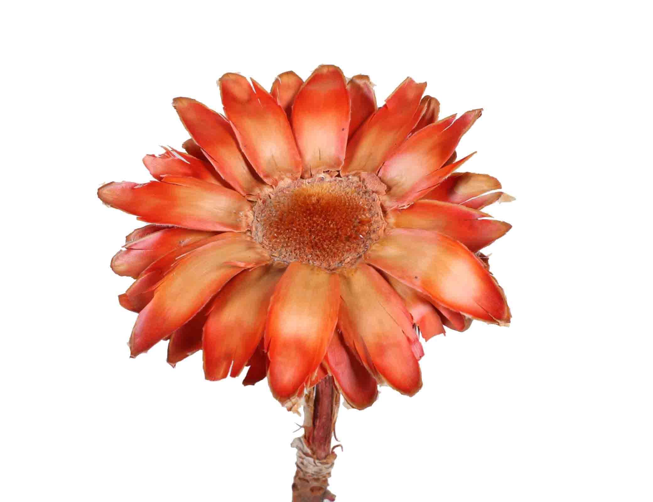 Barbigera silky cup red Barbigera silky cup red