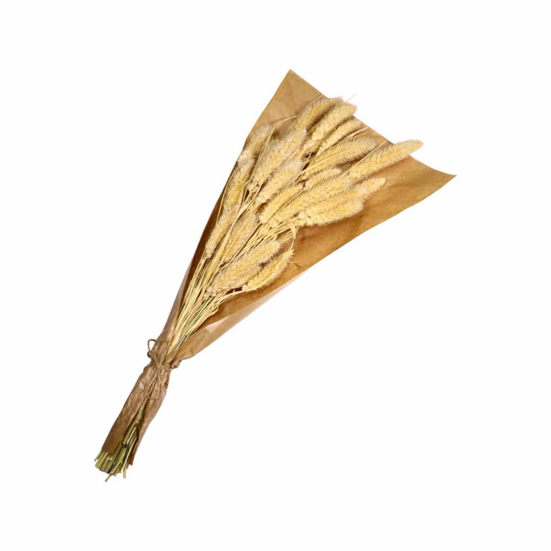 Trockenblumenbund Setaria gebleicht 100gr. 50-60cm