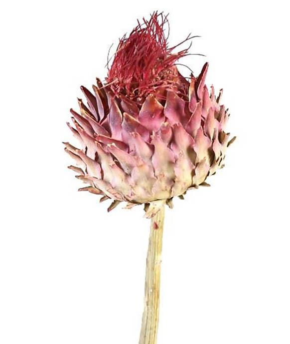 Cardoni Cynara rosé