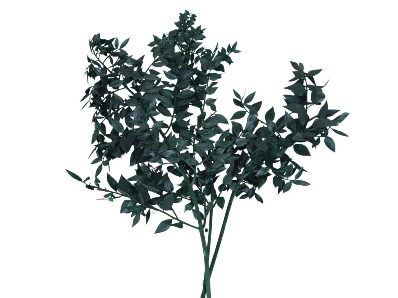 Ruskus 1kg grün