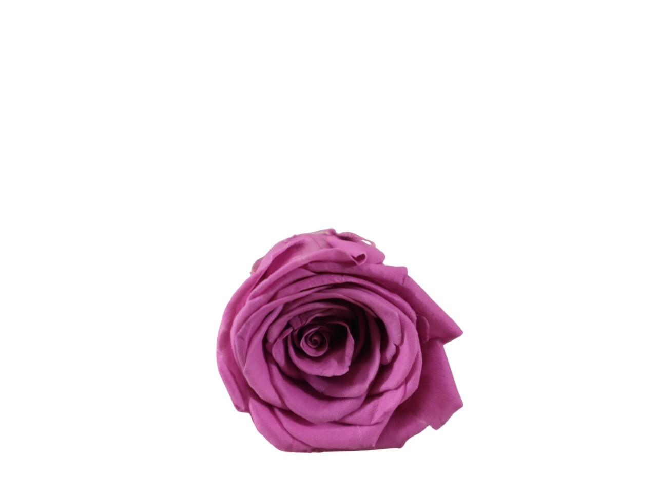 Rosenkopf konserviert H 5,5 cm D 6 cm flieder NETTO