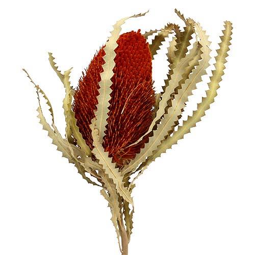 Banksia Hookerana D7-8 H12 L30cm orange