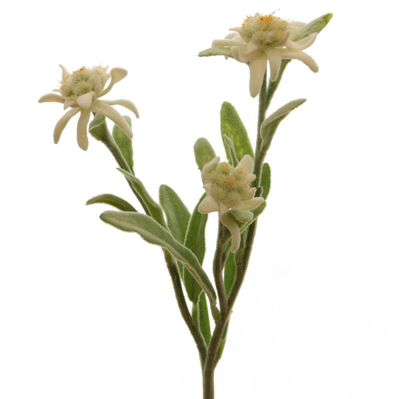 Edelweiss m. Blätter 30cm weiss Edelweiss m. Blätter 30cm weiss