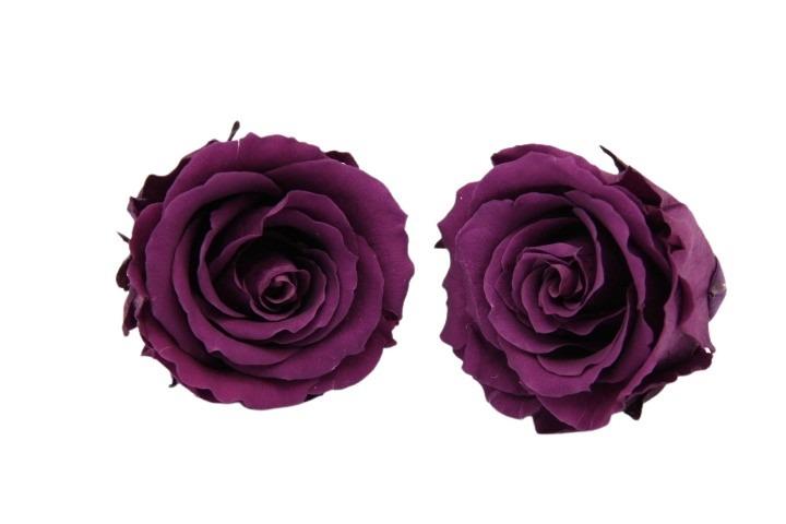 Rose stabilisiert Purple NETTO Rose stabilisiert Purple NETTO