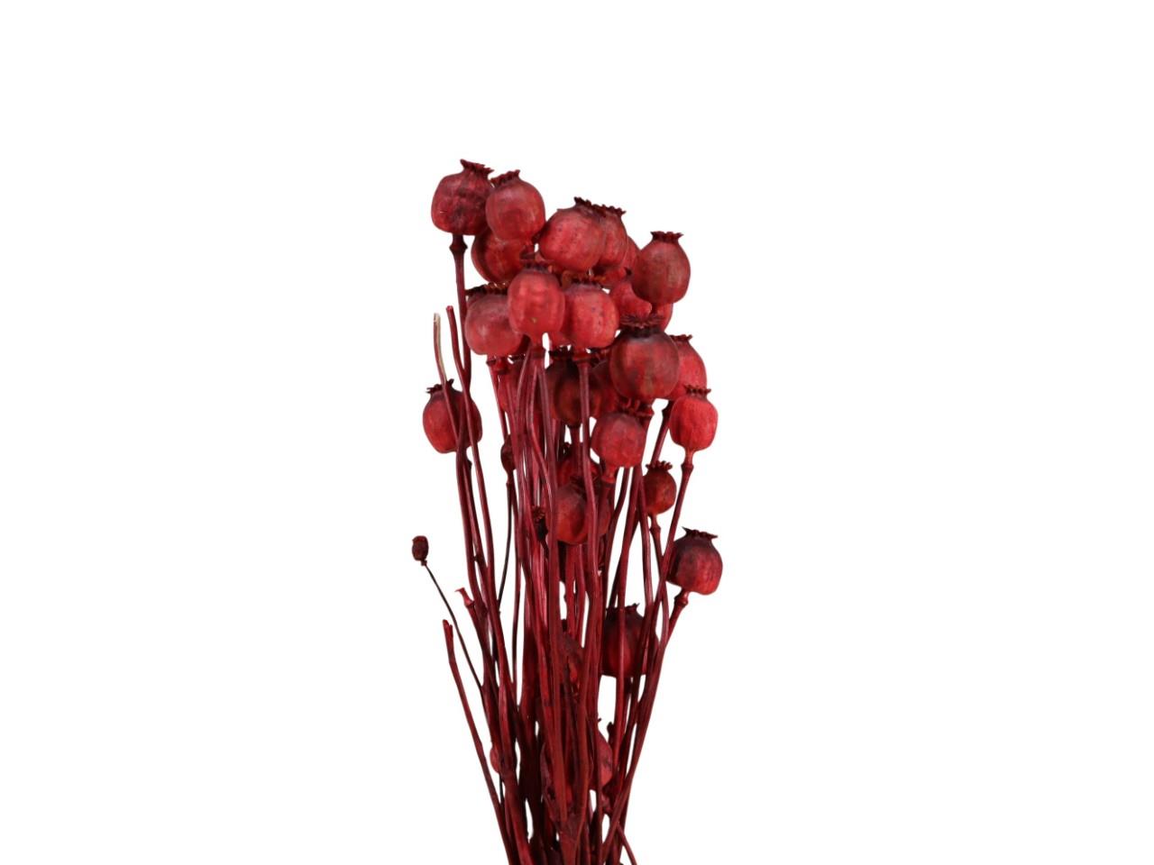 Mohnköpfe D3,5-4,5cm rot