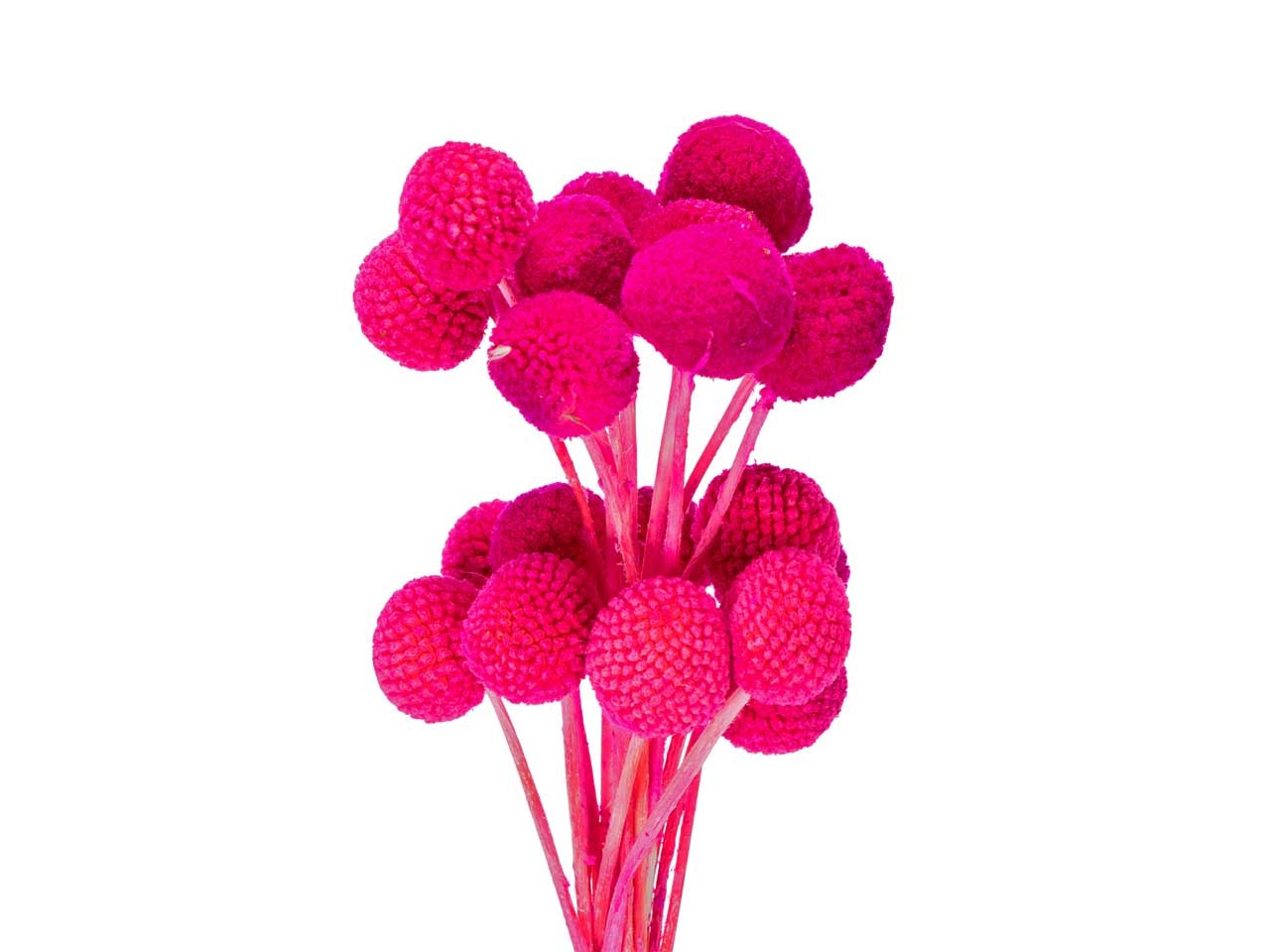 Craspedia fuchsia  L50-60cm Bund m. 20 Stück