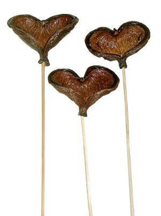 Badam gestielt natur