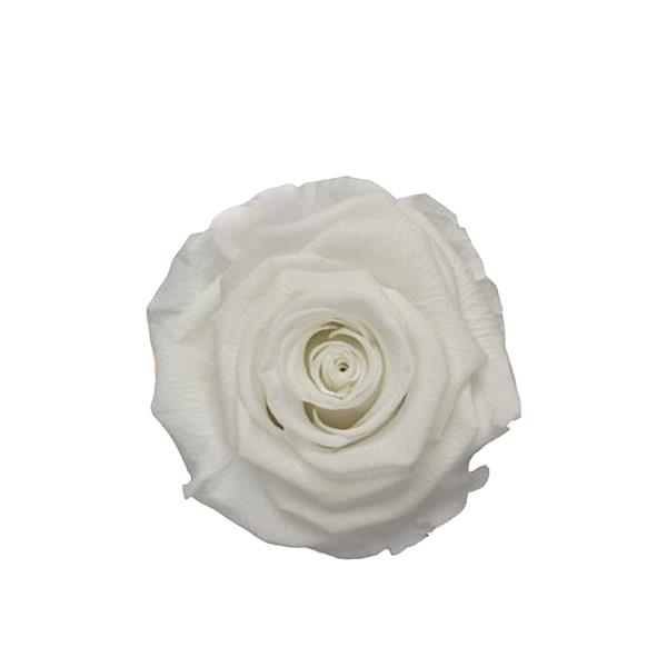 Rose "Extra" stabilisiert Angelical weiß NETTO Rose "Extra" stabilisiert Angelical weiß NETTO