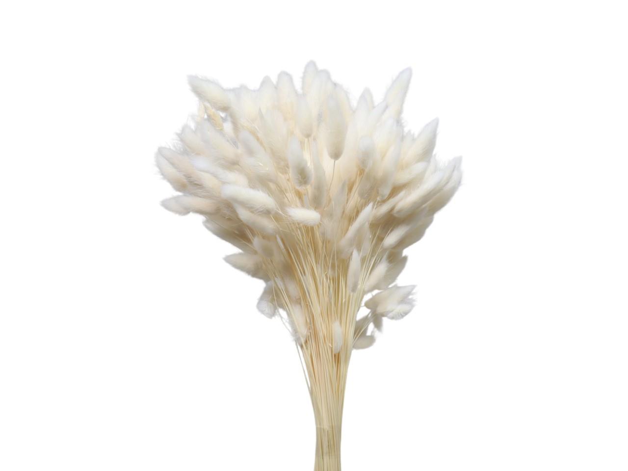 Lagurus weiß/gebleicht 100gr.