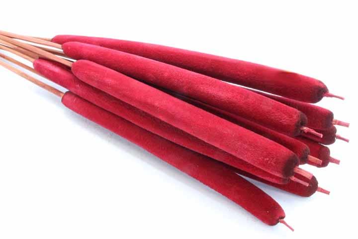 Schilfkolben geraspelt extra rot Schilfkolben geraspelt extra rot