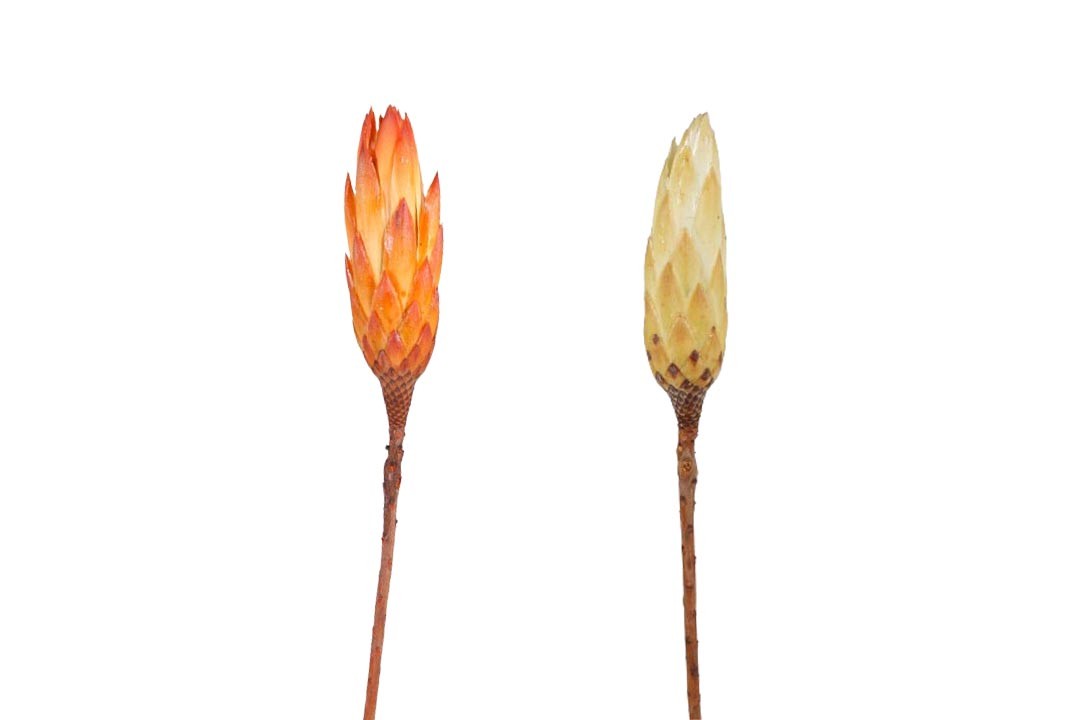 Protea compacta Bud orange cream sortiert