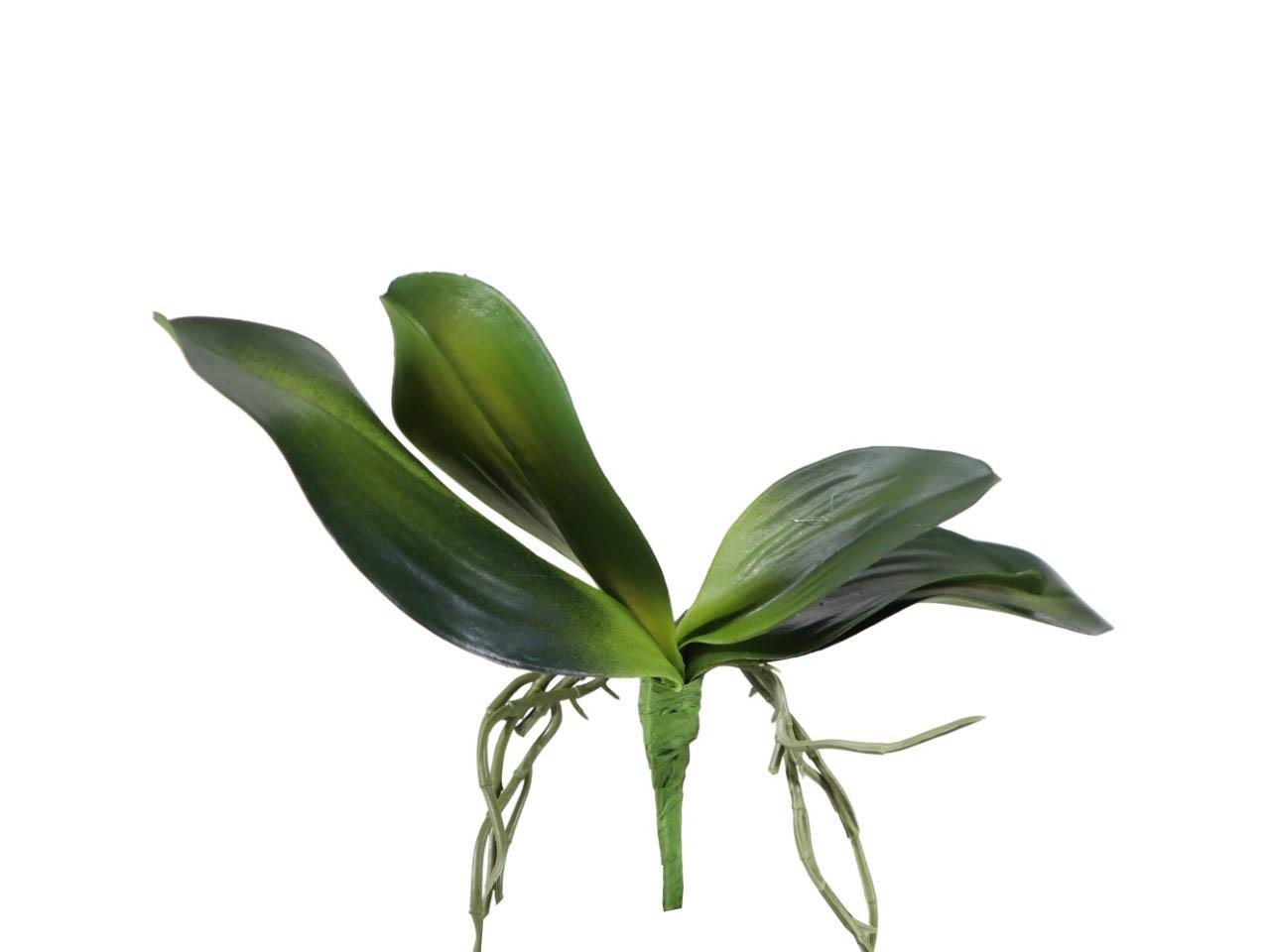 Phalaenopsisblätter 19x30 cm grün