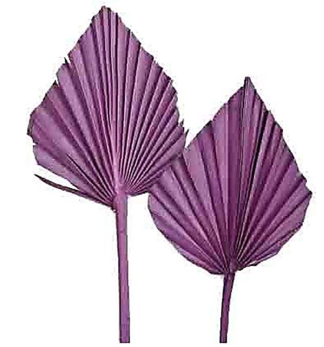 Palmspeer B10 H15 L50cm brombeer