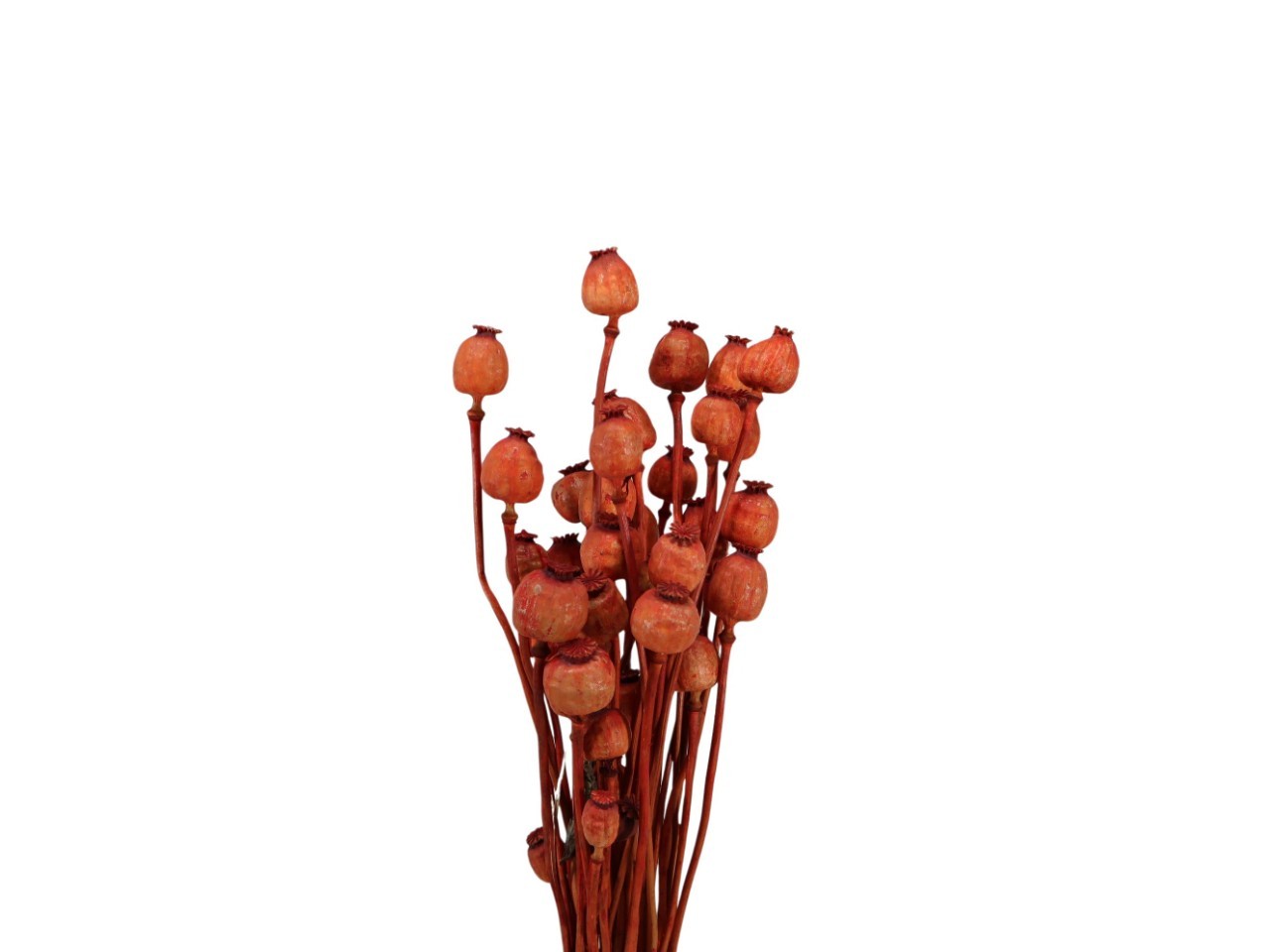 Mohnköpfe D3,5-4,5cm orange