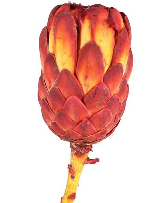 Protea grandiceps D8 H12 L35cm natur rot