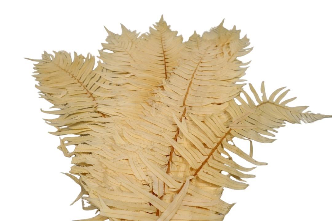 Leather Farn weiß01