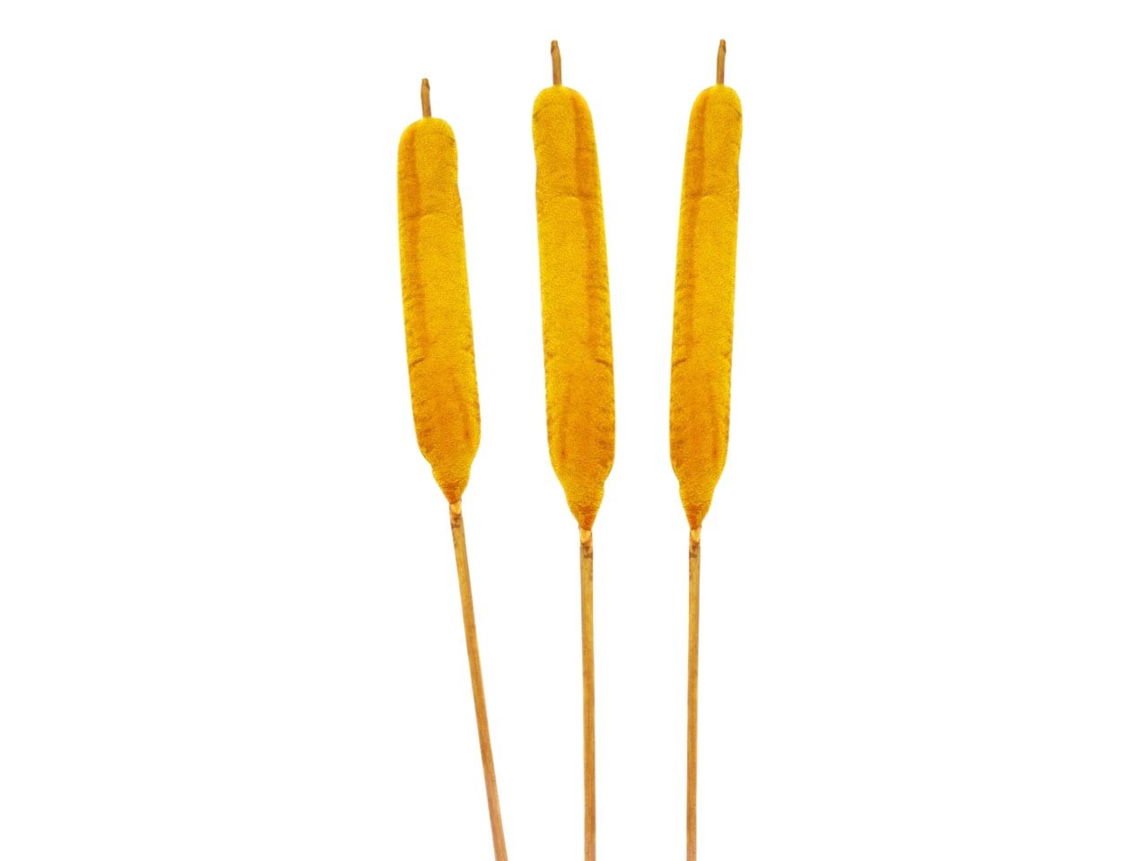 Schilfkolben groß D2,5-3H13-20L100cm gelb