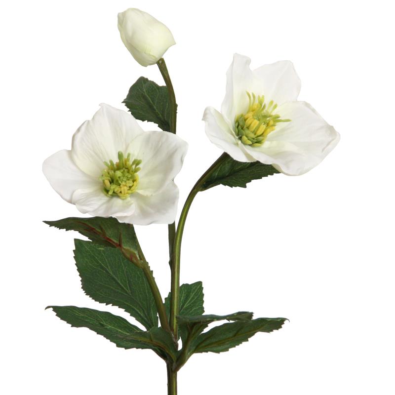 Christrose 2Blüten+1Knospe weiß L40cm