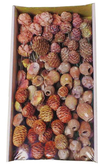 Leucodendron Sortiment am Draht orange frosted