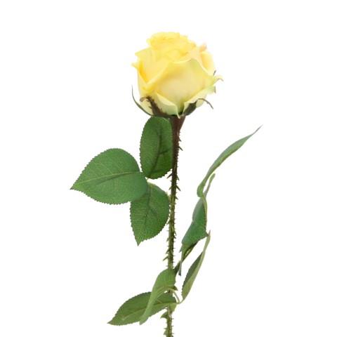 Rose 60 cm gelb