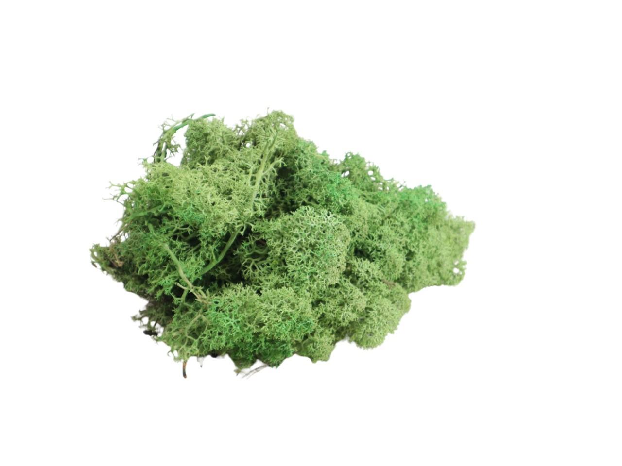 Islandmoos 500gr. medium grün