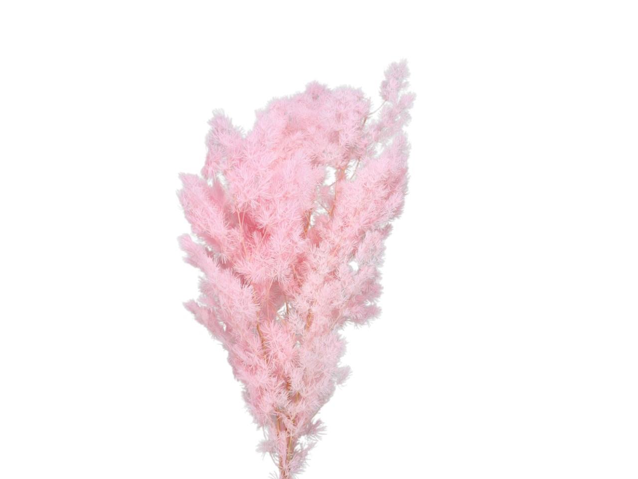 Feder-Spargel 100gr. rosa L50-70cm Feder-Spargel 100gr. rosa L50-70cm