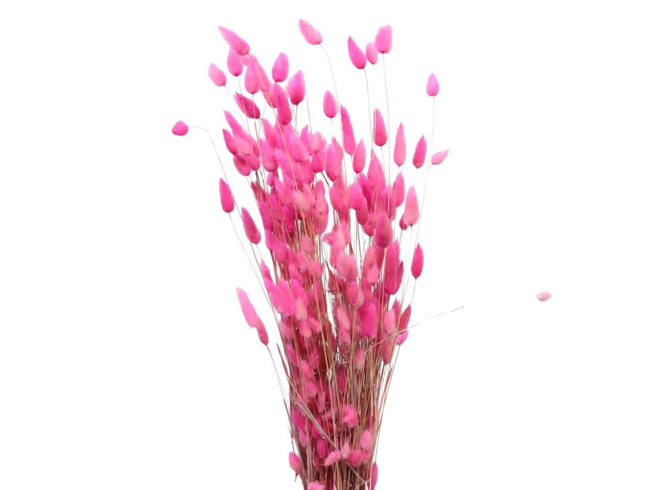 Lagurus magenta216 100gr. Lagurus magenta216 100gr.