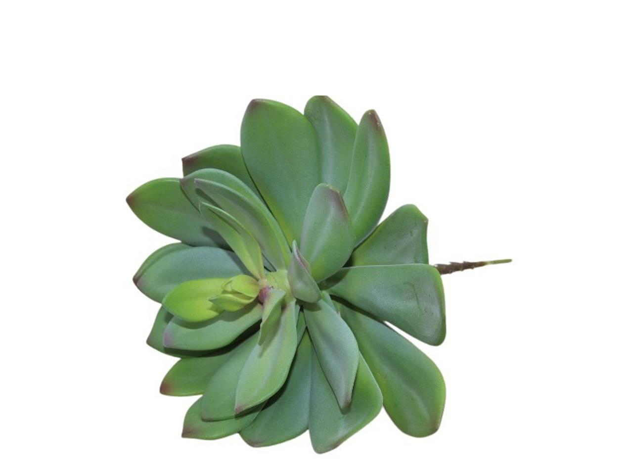 Sukkulente grün 27cm